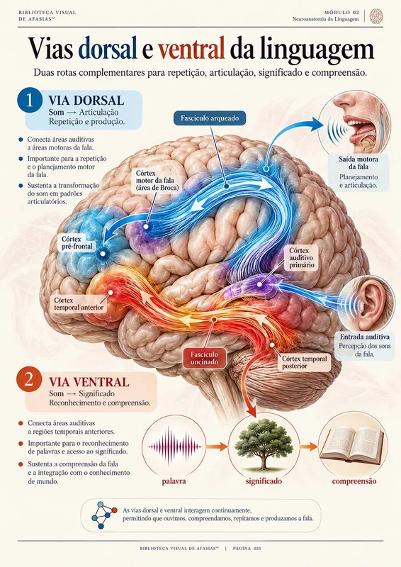 Vias dorsal e ventral da linguagem